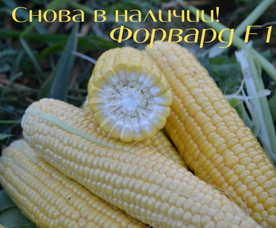 Четвертый
