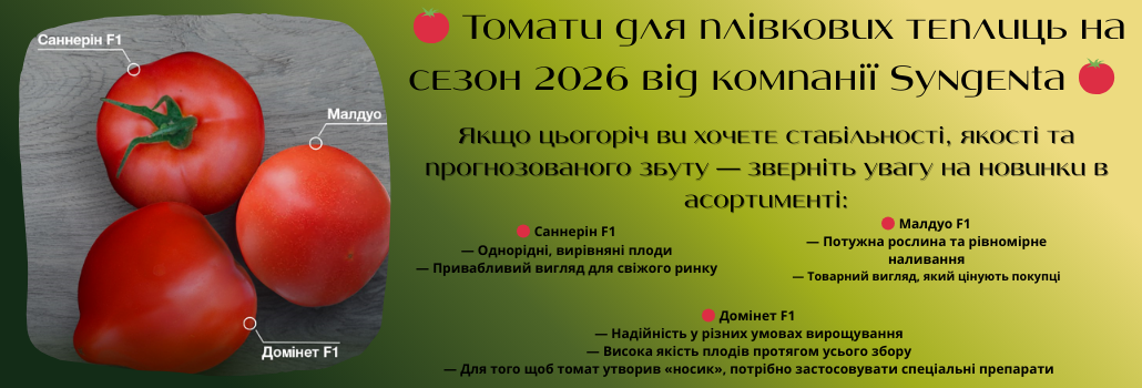 Сингента томати