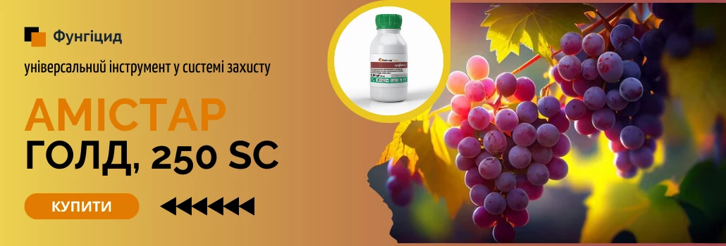 Амістар Голд