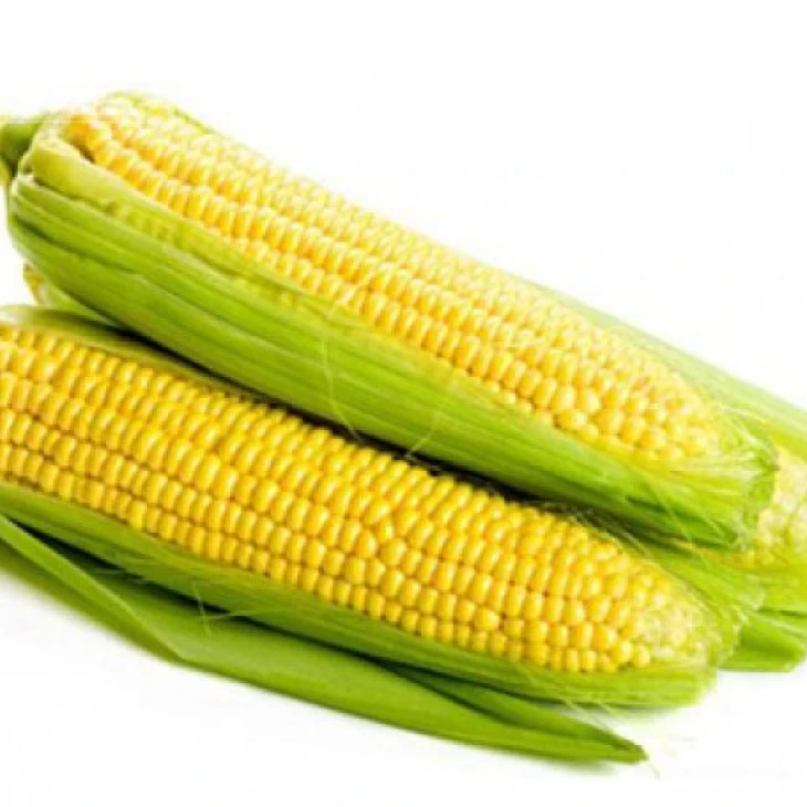 Барон F1 / Baron F1,63-65 дней фото 1