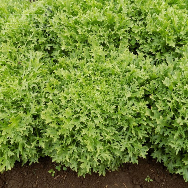 Бенефайн / Benefine,60-70 днів фото 2