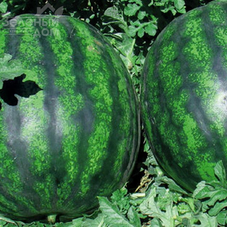 Лівія F1 / Livia F1, 62-65 днів фото 1