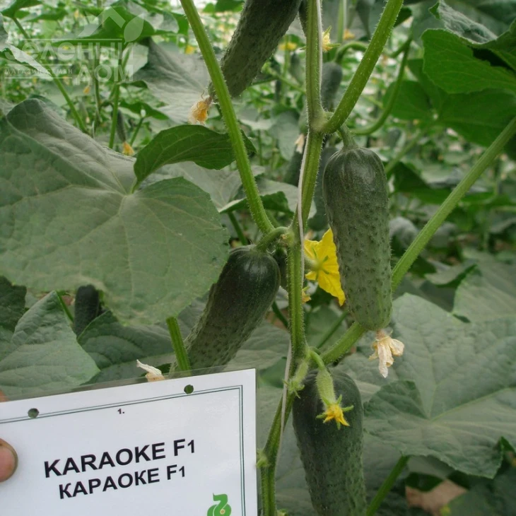 Караоке F1 / Karaoke F1 фото 1