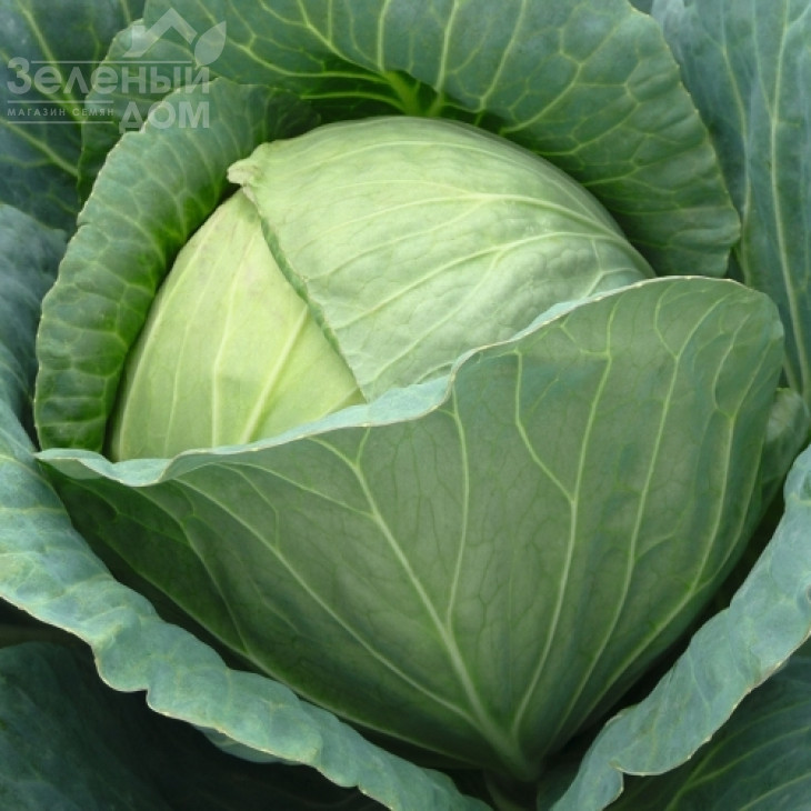 Сателіт F1 / Satelite F1 фото 1