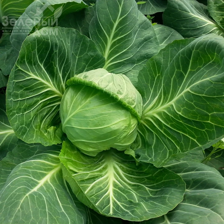 Эмили F1 / Emili F1,60-65 дней фото 1