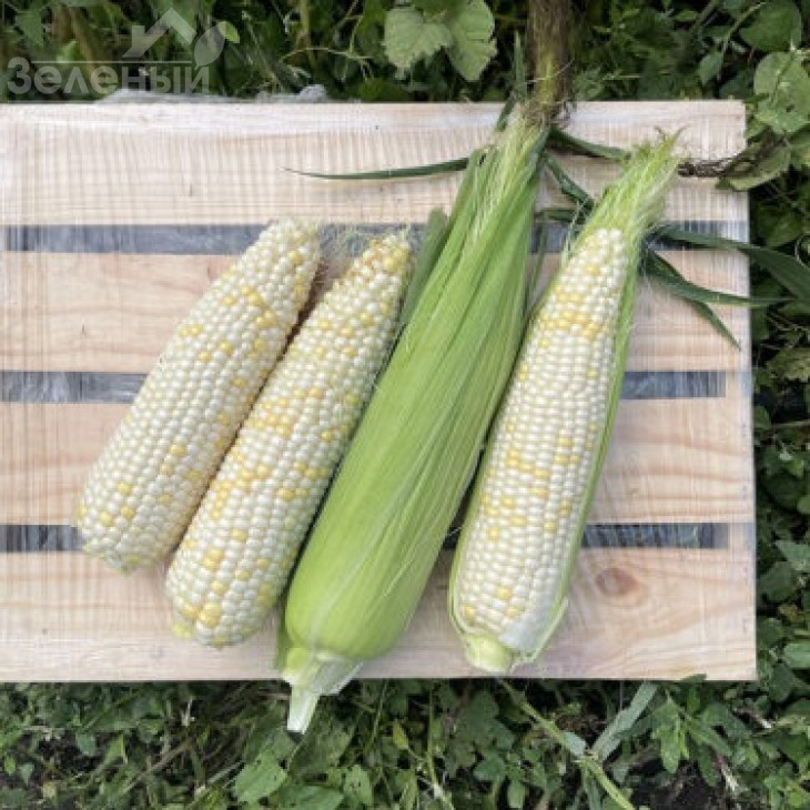 Вайт Туз F1 / White Tuz F1, 65-67 днів фото 2