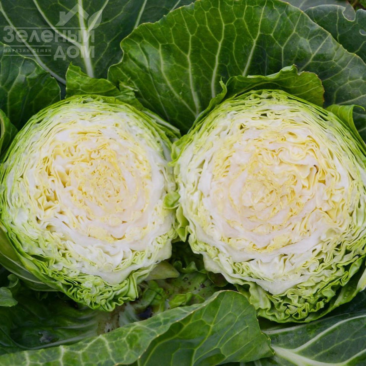 Капітал F1 / Capital F1, 42-45 днів фото 4