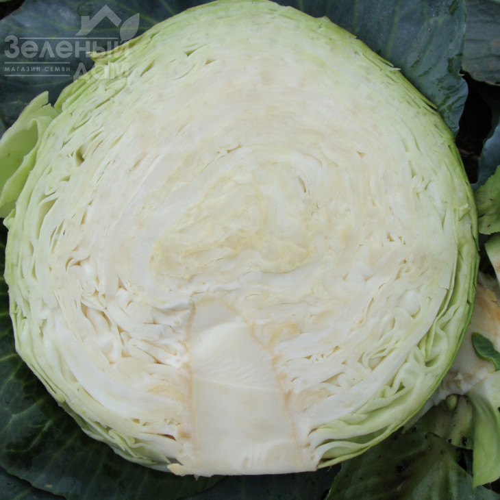 Статус F1 / Status F1,100-105 днів фото 2