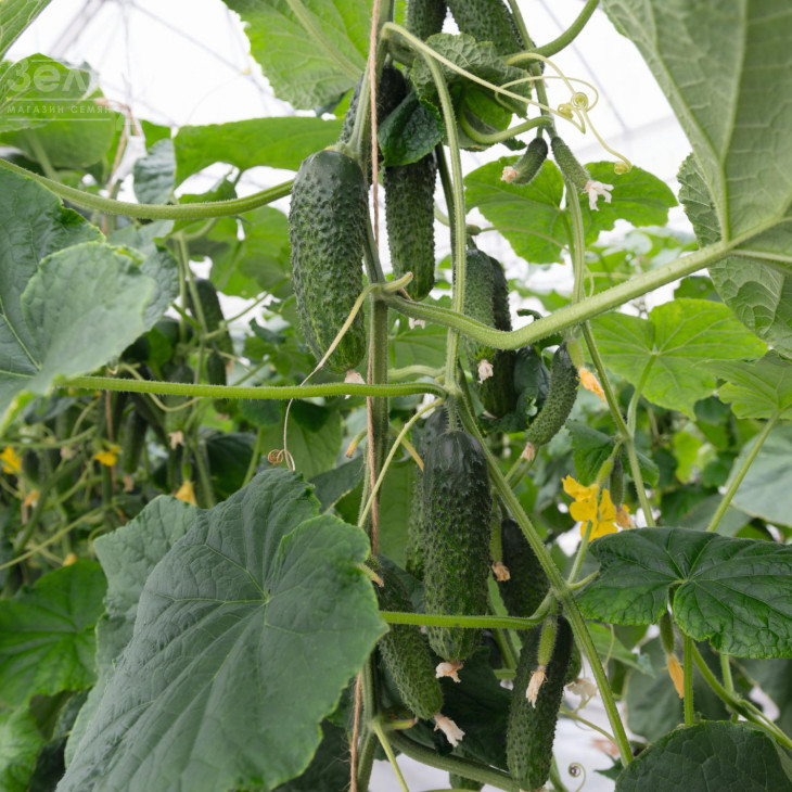 Авіон F1 / Avion F1,42-45 днів фото 1