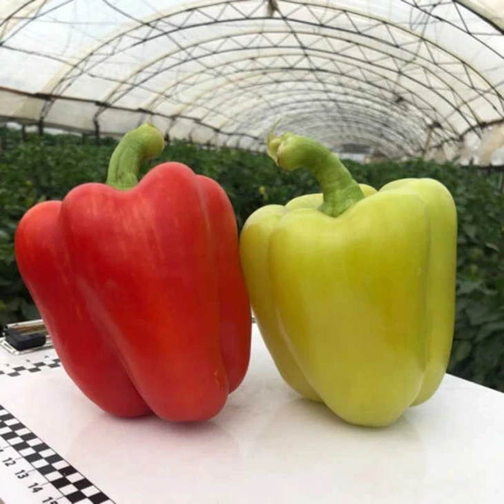 Сплит F1 / Split F1,55-60 дней  фото 1