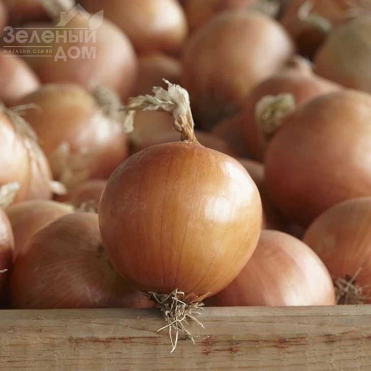 Диско F1 / Disco F1,110-115 дней фото 2