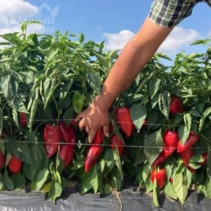 Навигатор F1 / Navigator F1,67-70 дней фото 5