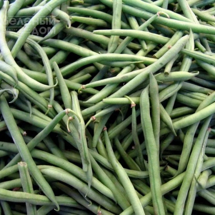 Ламбадо / Lambado ,60 дней фото 1