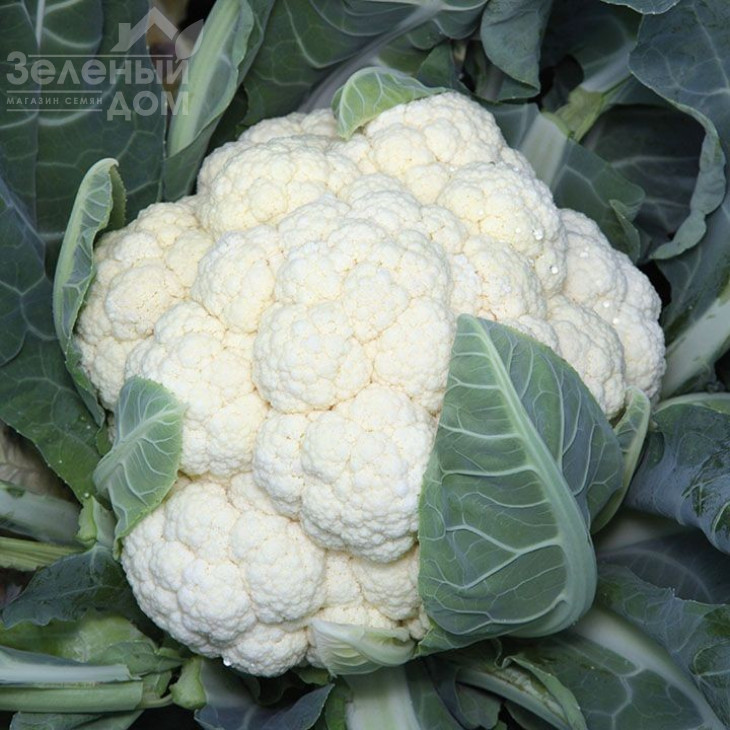 Ванза F1 / Vanza F1,50-55 днів фото 1