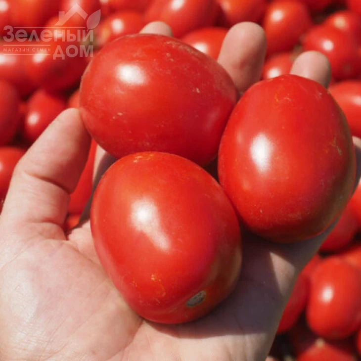 1892 F1 / 1892 F1, 120 дней фото 2