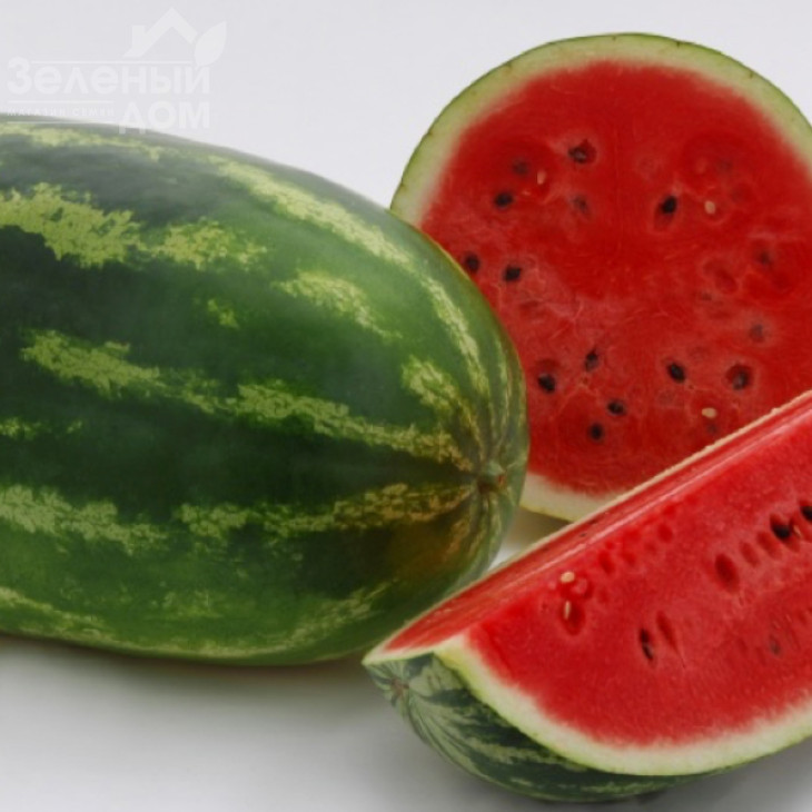 Дайтона F1 / Daytona F1,80-85 днів фото 1