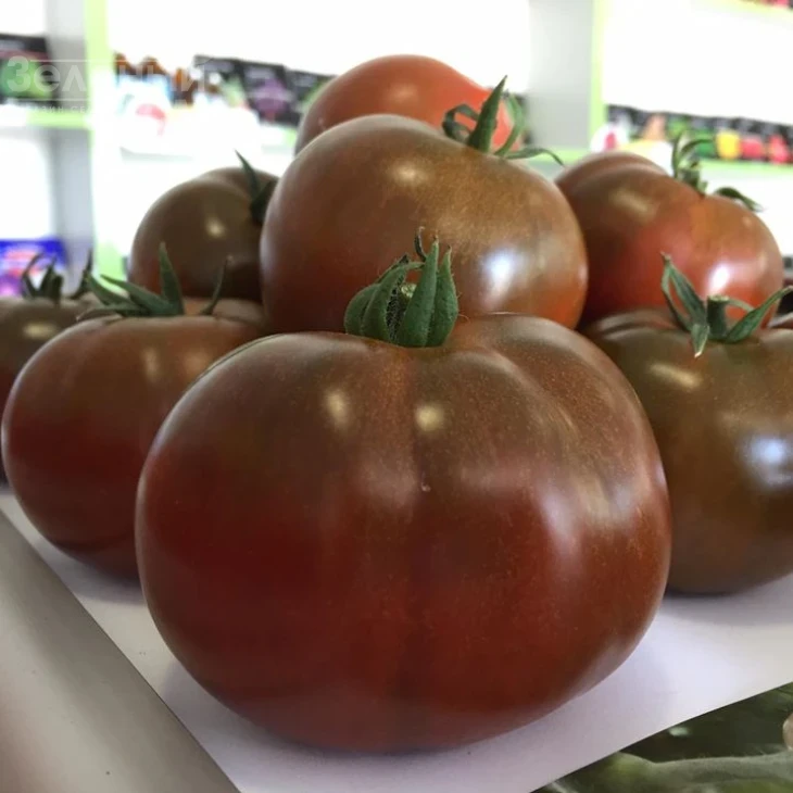 Сашер F1 / Sasher F1 фото 1