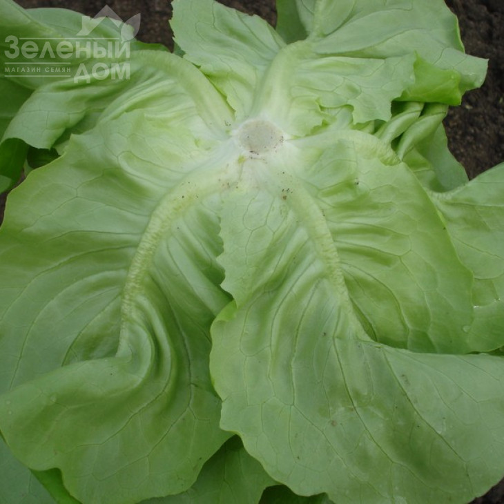 Ферлі / Ferly фото 3