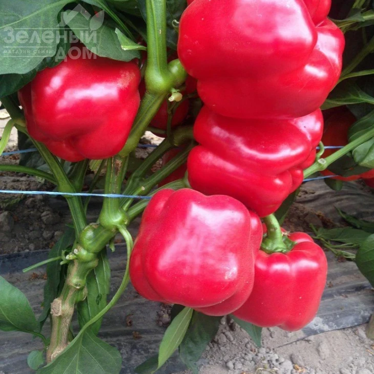 Тибо F1 / Tibo F1,70-75 дней фото 1