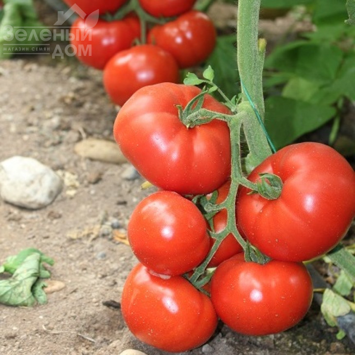 Чімган F1 / Chimgan F1,67-70 днів фото 1