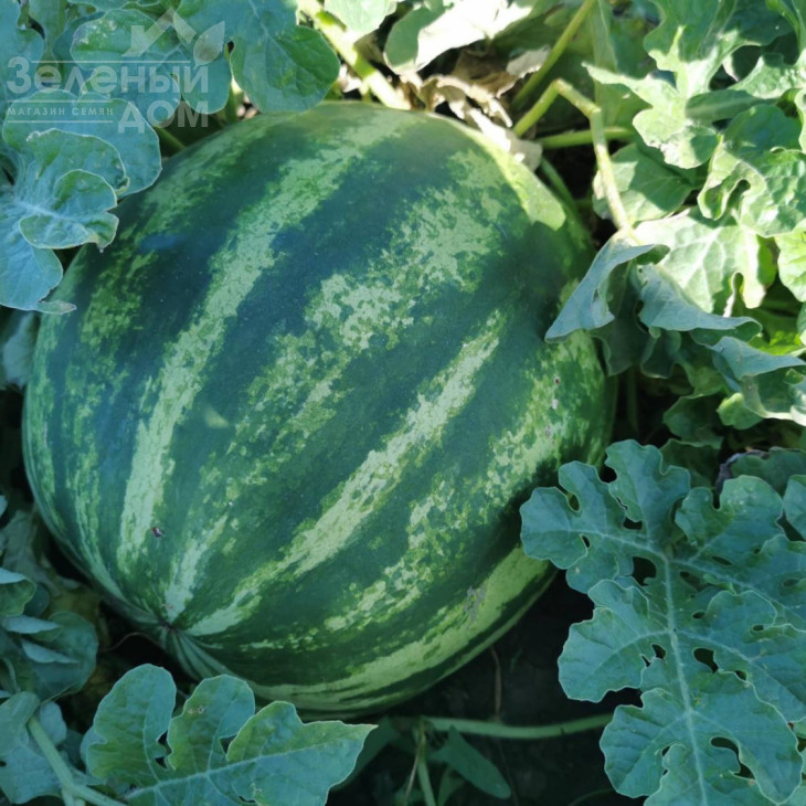 АУ Продюсер / AU Producer,75 днів фото 1