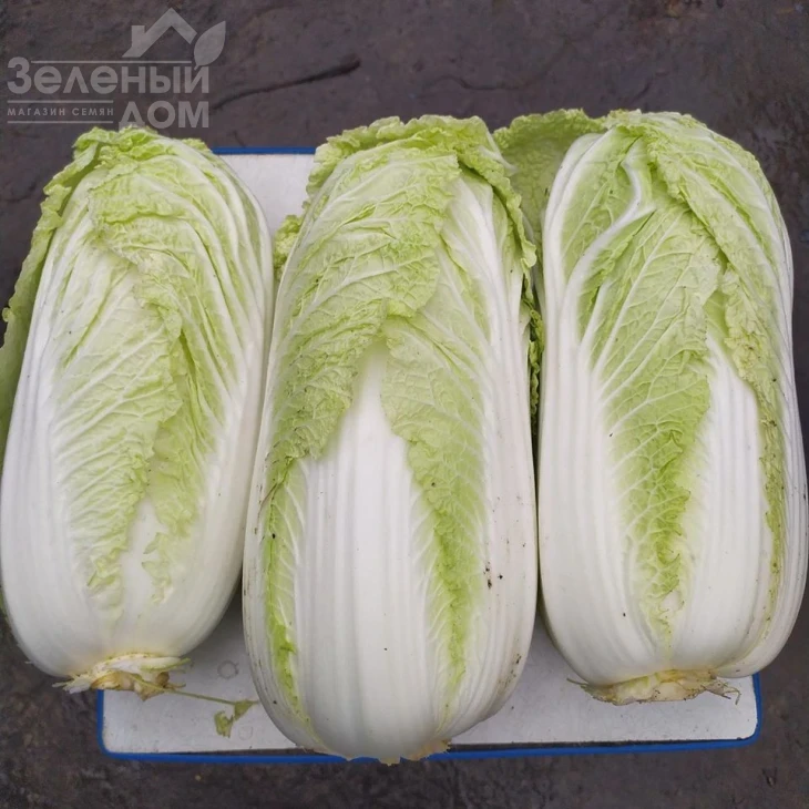 Индекс F1 / Index F1, 65-70 дней фото 2