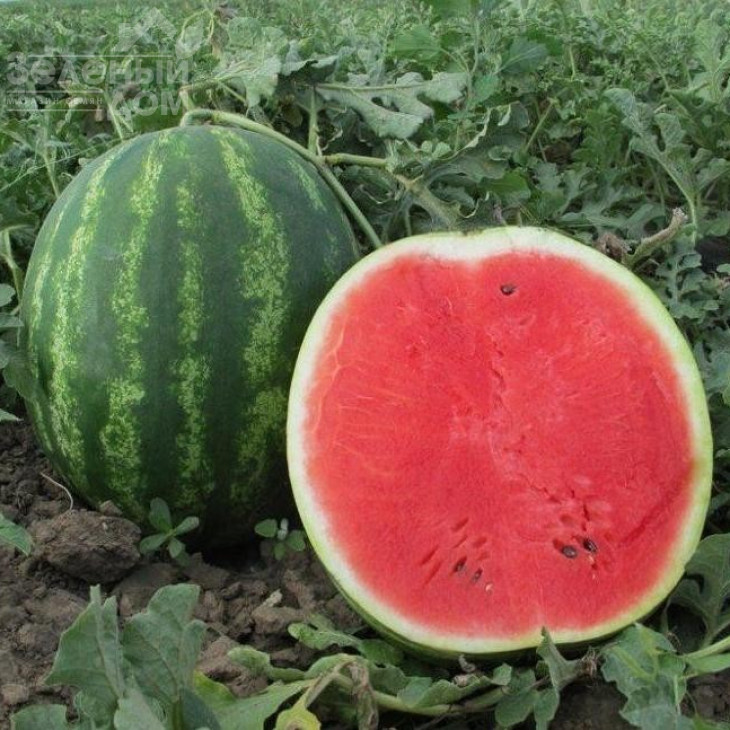 Талісман F1 / Talisman F1,62-65 днів фото 1