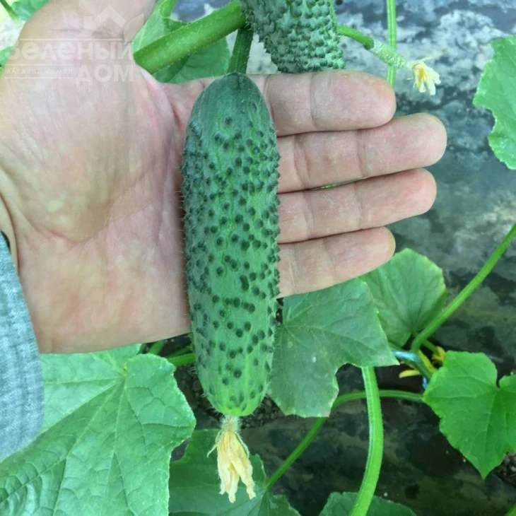 Георг F1 / Georg F1 фото 3