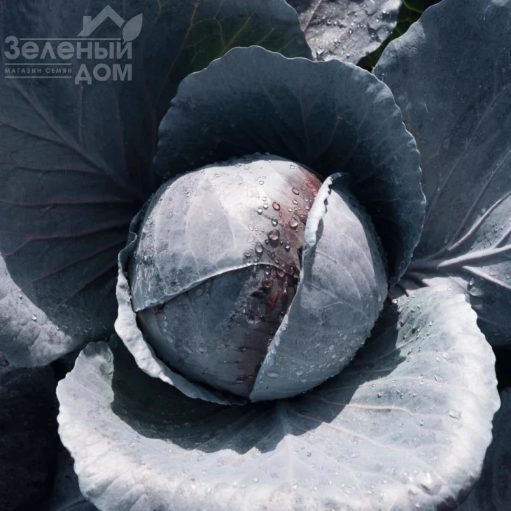 Примьеро F1 / Primero F1,78 дней фото 1