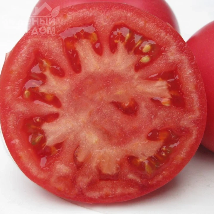 Фенда F1 / Fenda F1,60-65 дней фото 4