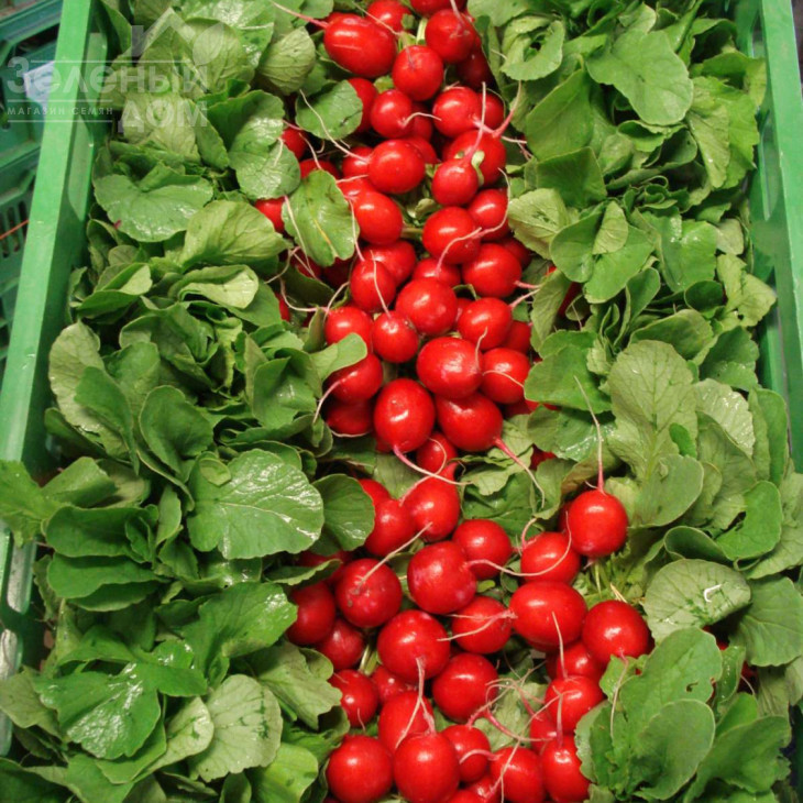 Меліто F1 / Melito F1,20-25 днів фото 2