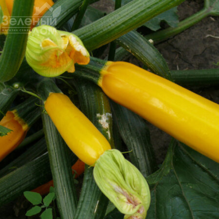 Голдстік F1 / Goldstik F1,45 днів фото 3