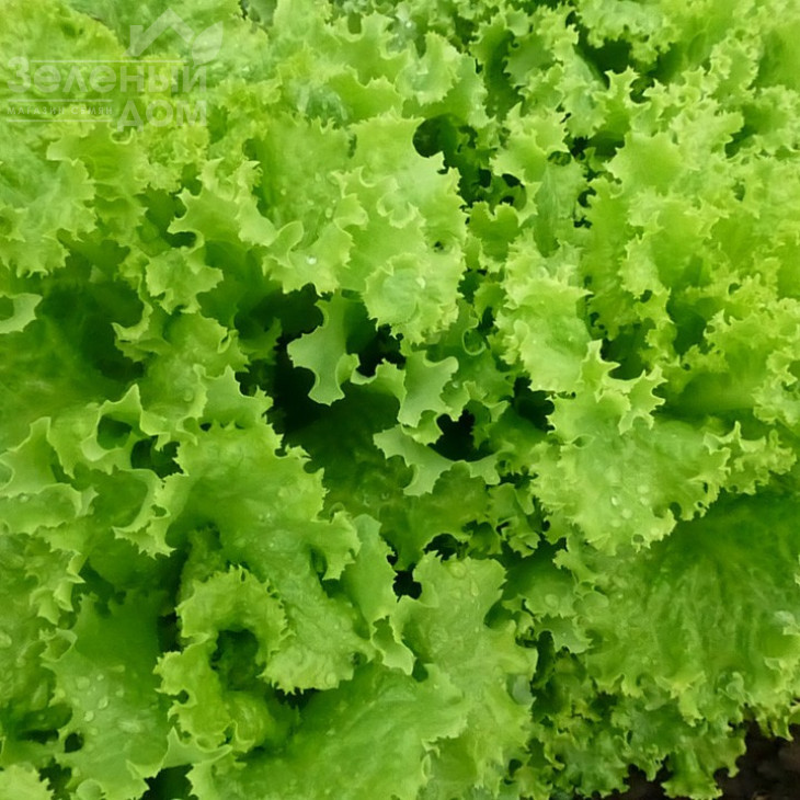 КС 129 / KS 129,40-45 днів фото 1