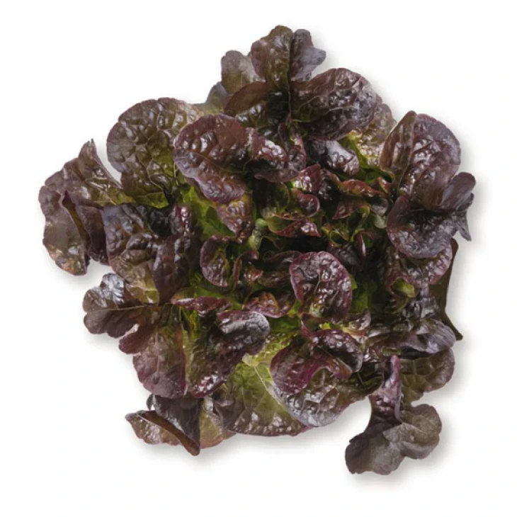 Сатурдай / Saturdaj фото 1