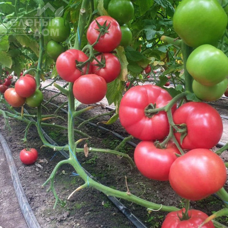 Малдуо F1 / Malduo F1, 80-90 днів фото 1