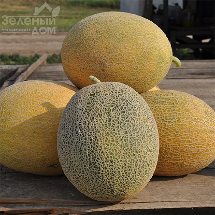 Радмила F1 / Radmila F1,60-65 дней фото 1