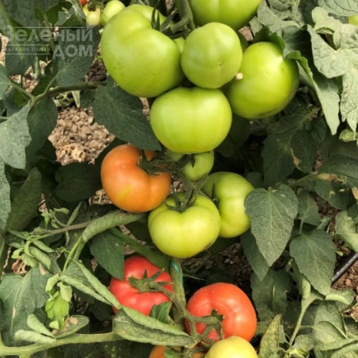 Бэлтон F1 / Belton F1, 65-67 дней фото 3