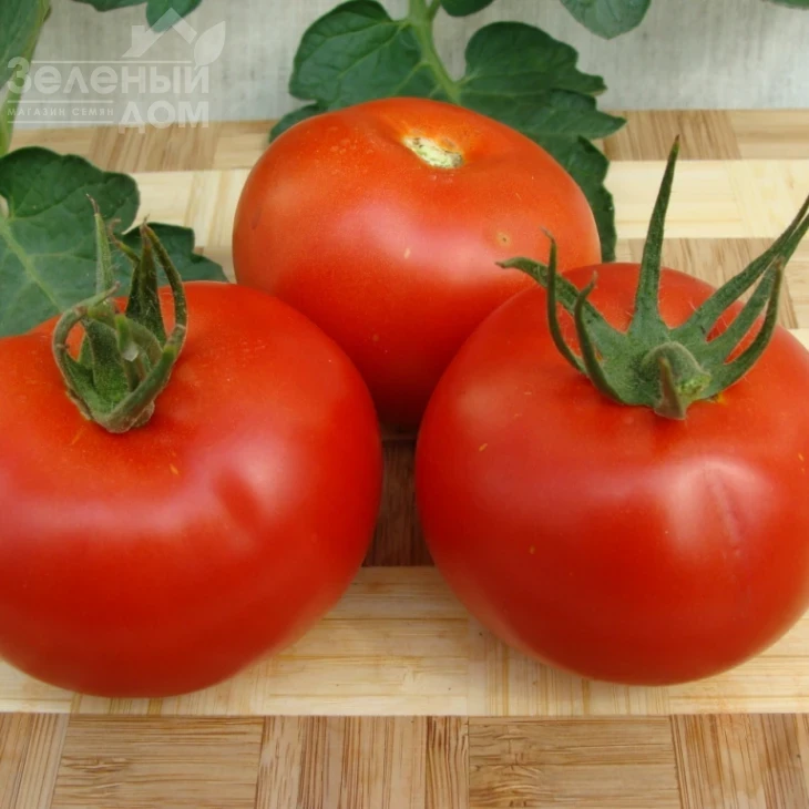 Дафне F1 / Daphne F1 фото 1