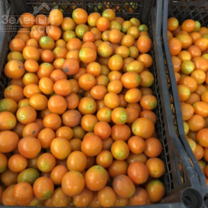 Оранж Олів F1 / Orange Olive F1, 95-100 днів фото 2