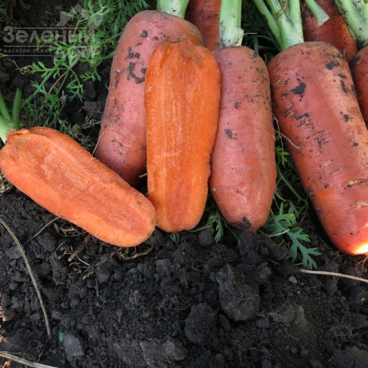 Абако F1 / Abaco F1,110 дней фото 3