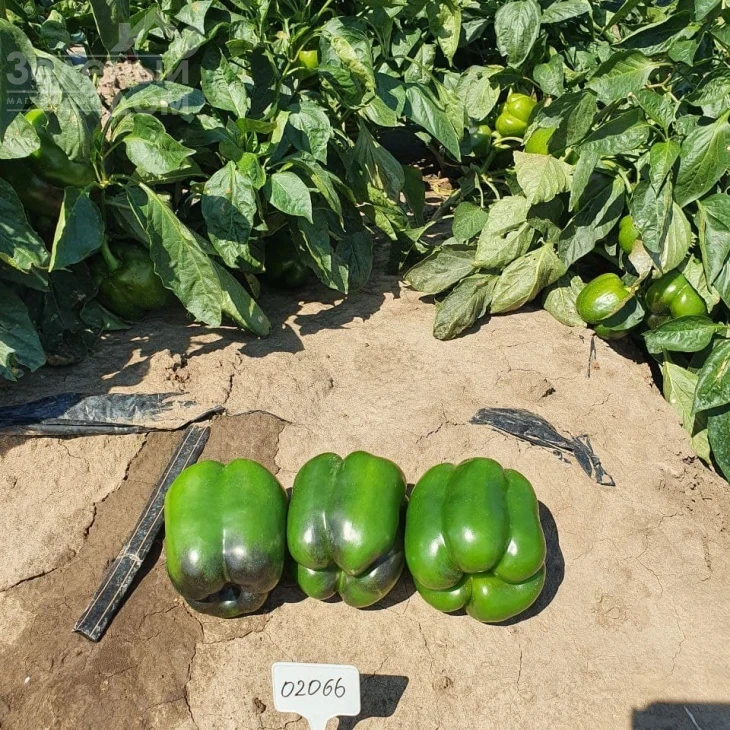 Халк F1 / Halk F1 фото 5