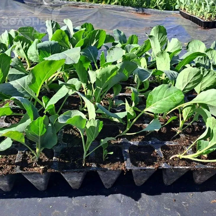 Арета (INX 511) F1 / Areta (INX 511) F1 фото 2