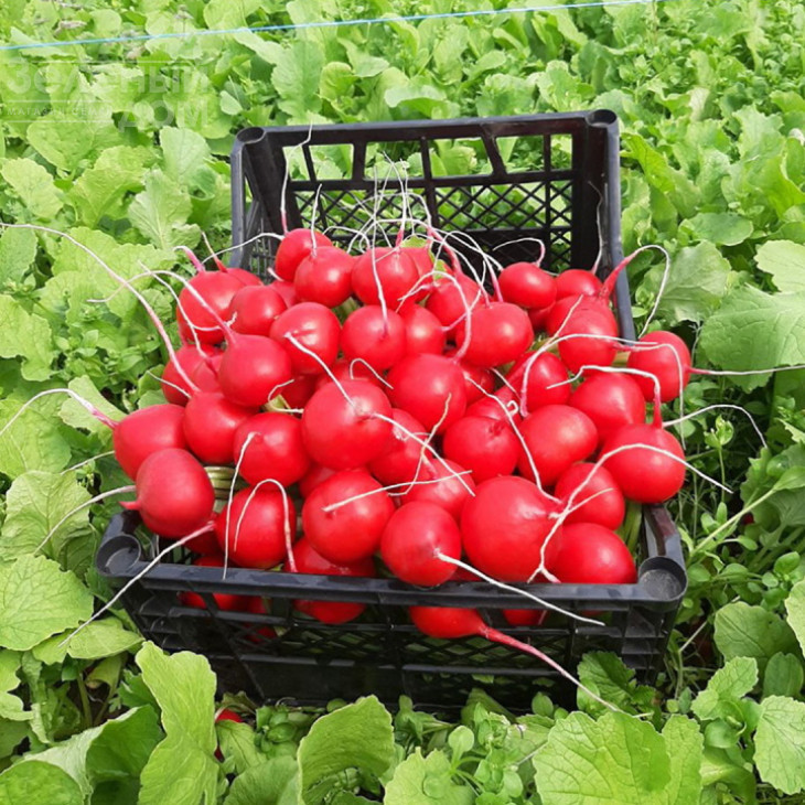 Тедді (KS 1297) F1 / Teddy (KS 1297) F1 фото 3