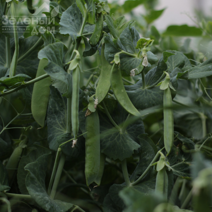 Роялсайз / Royalsayz фото 3