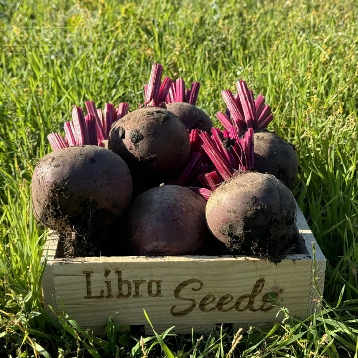 Руби Бой F1 / Ruby Boy F1, 100-105 дней фото 1