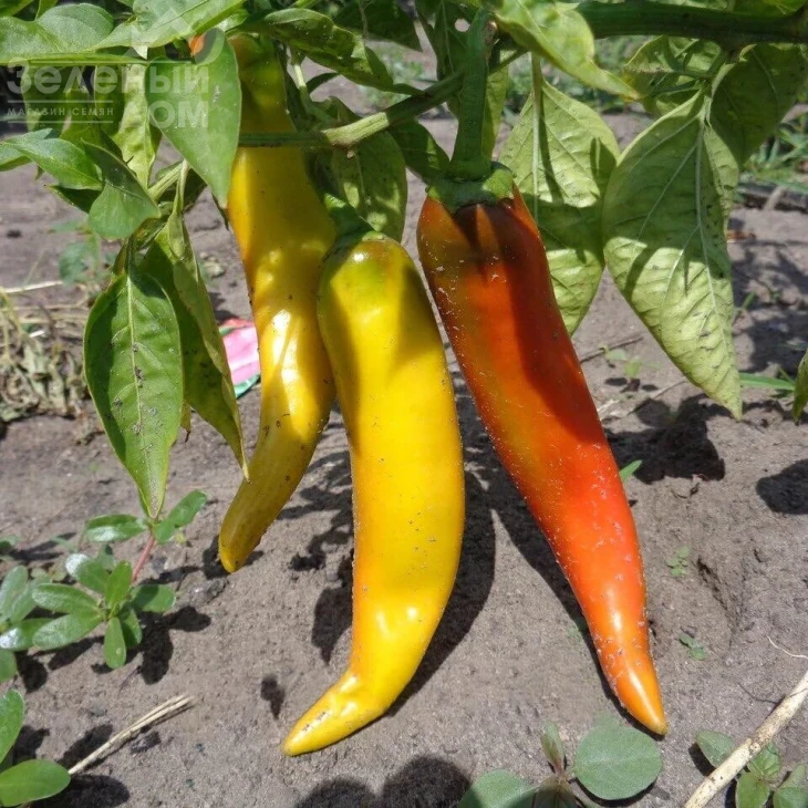 Хуеро F1 / Huero F1 фото 1