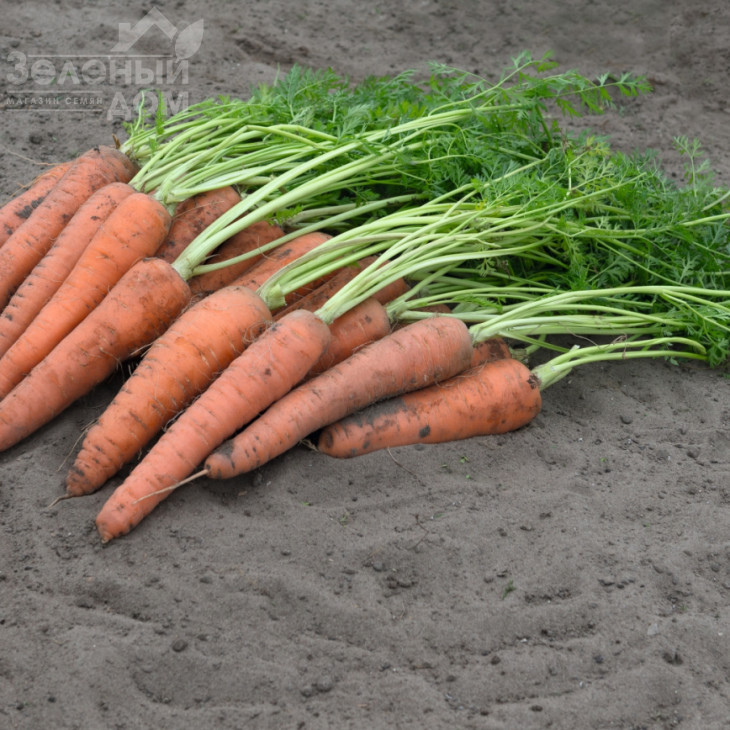 Віта Лонга / Vita Longa,160 днів фото 2