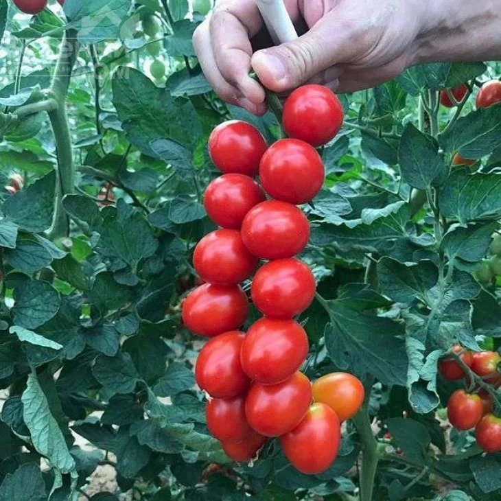 Баглиор F1 / Baglior F1 фото 1