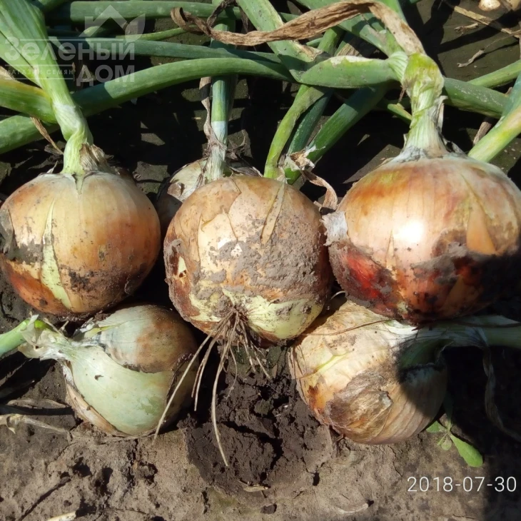 Команч F1 / Comanche F1, 80-85 дней фото 2