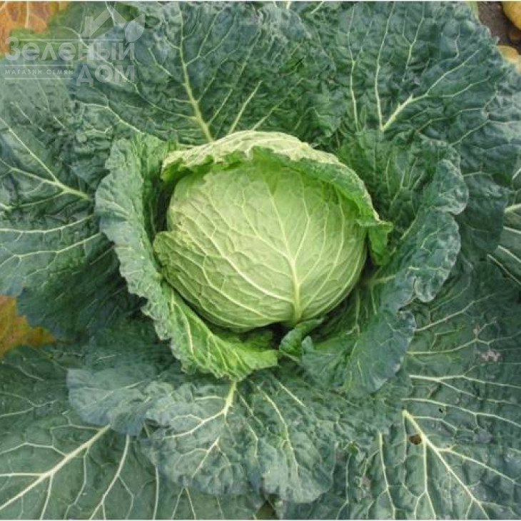 Савонарх F1 / Savonarh F1, 90-95 днів фото 1